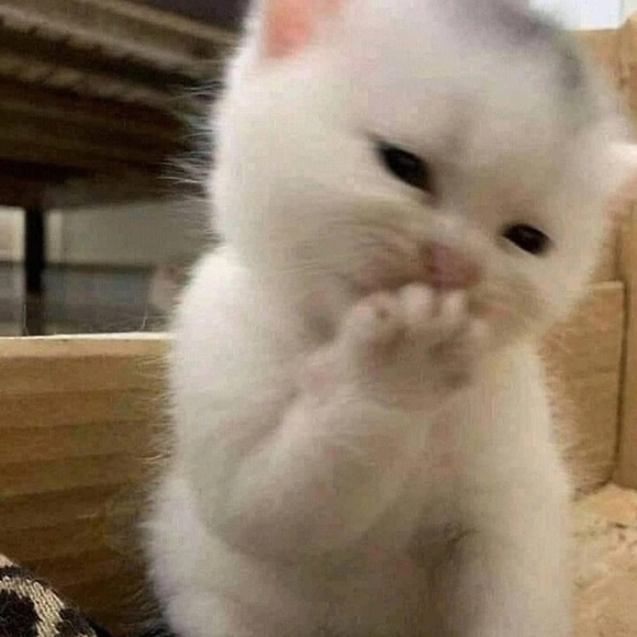 Meet your Posher, Starry - Picture 3 of 3